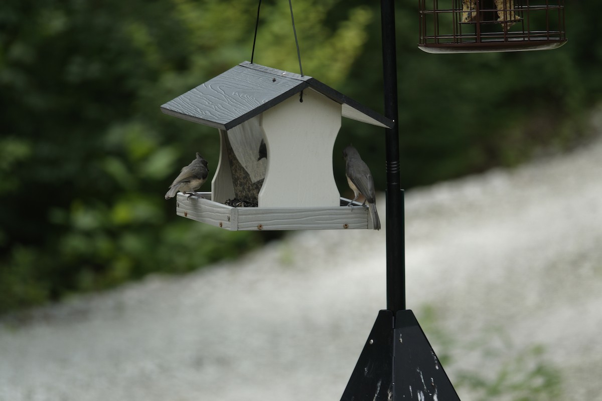 Tufted Titmouse - ML638914523