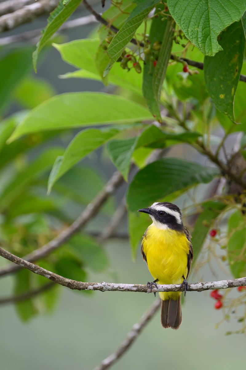 Rusty-margined Flycatcher - ML638914526