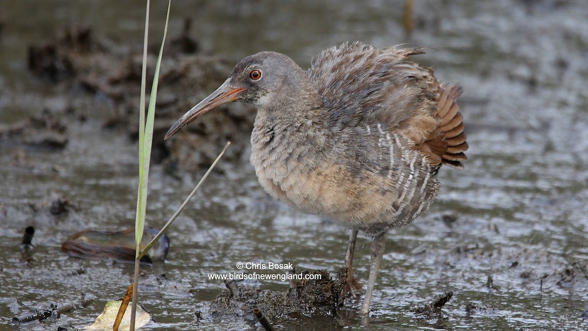 Clapper Rail - ML638914531