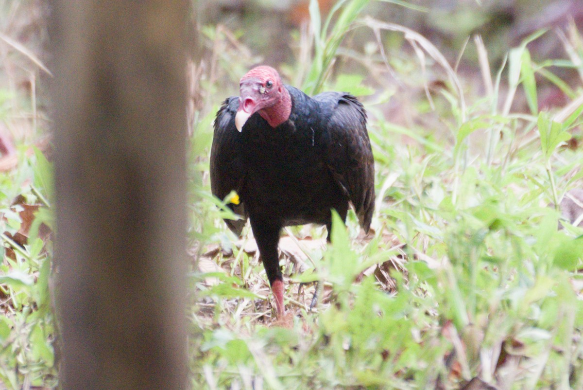 Urubu à tête rouge - ML638914582