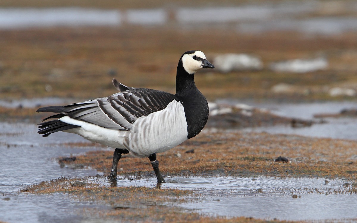 Barnacle Goose - ML63891461