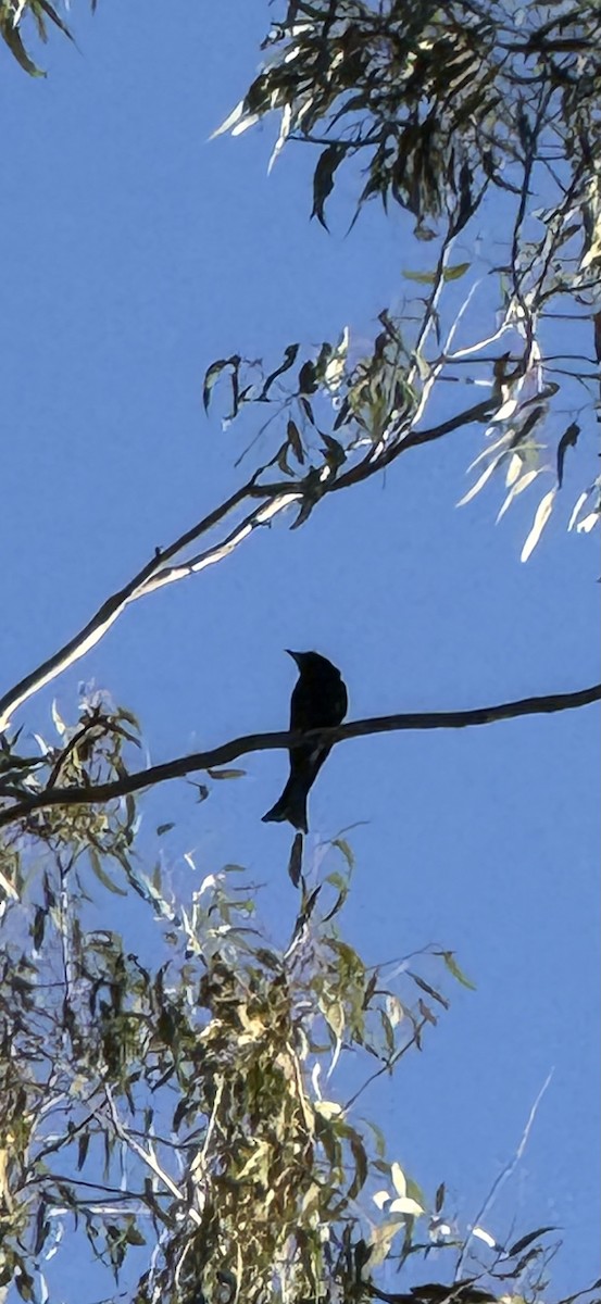 Yıldızlı Drongo - ML638914613
