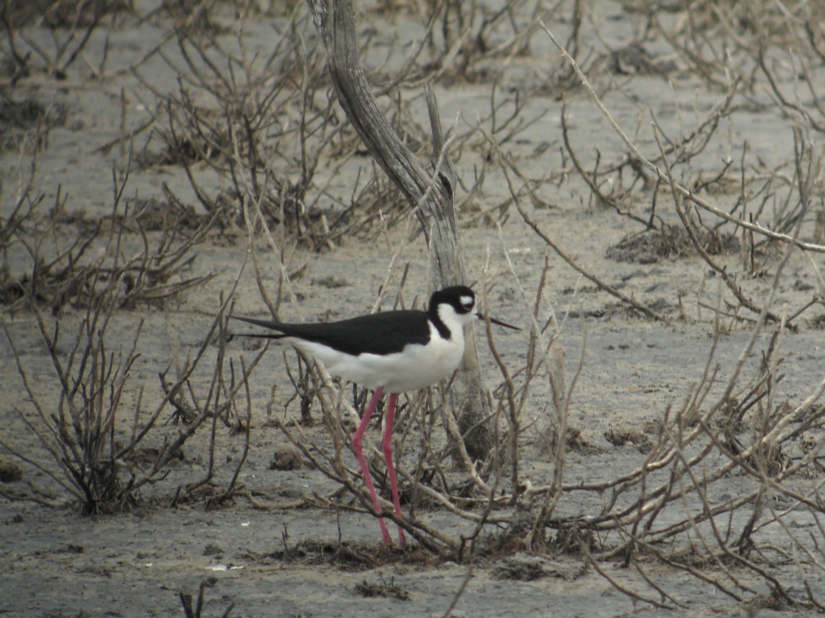 Black-necked Stilt - ML638914636
