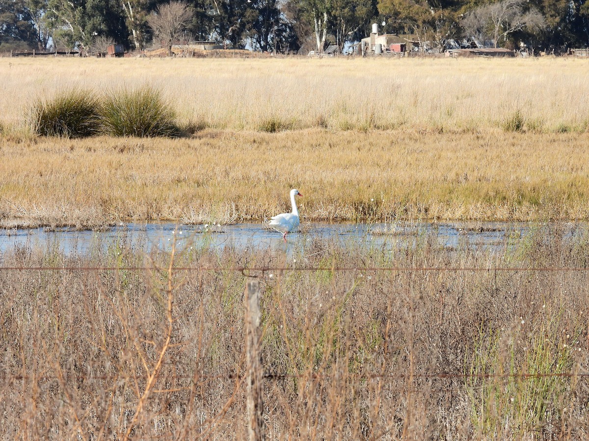 Coscoroba Swan - ML638914637