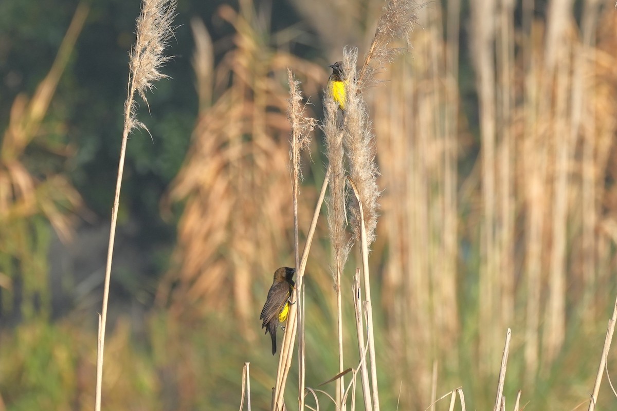 Brown-and-yellow Marshbird - ML638914685