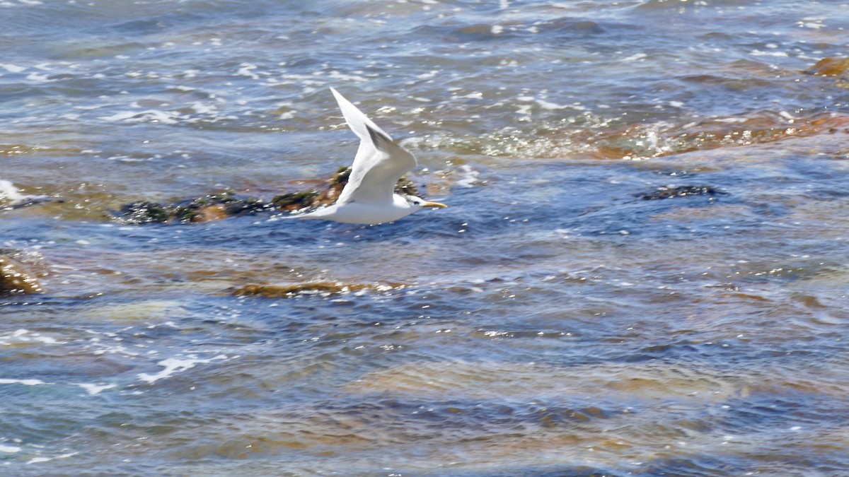 Great Crested Tern - ML638914688