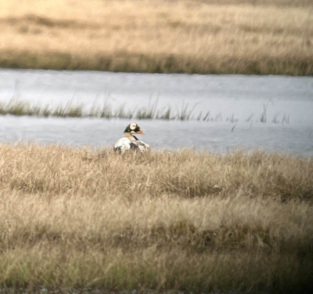 Spectacled Eider - ML638914691