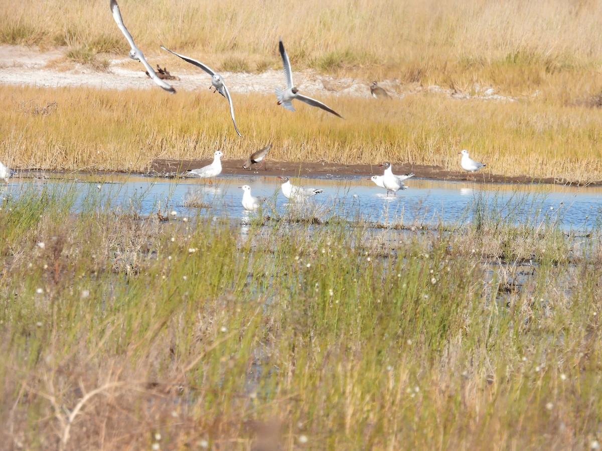 gull sp. - ML638914693