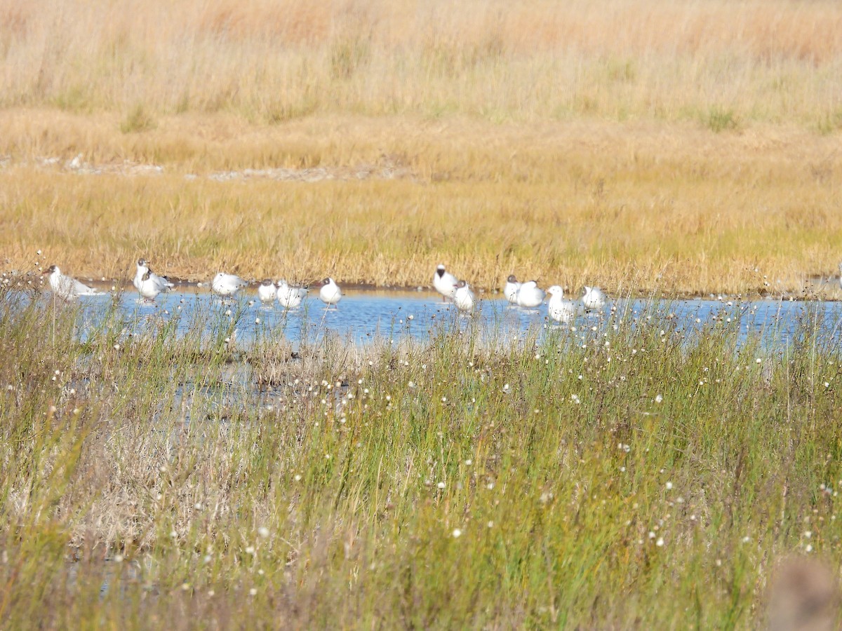 gull sp. - ML638914694
