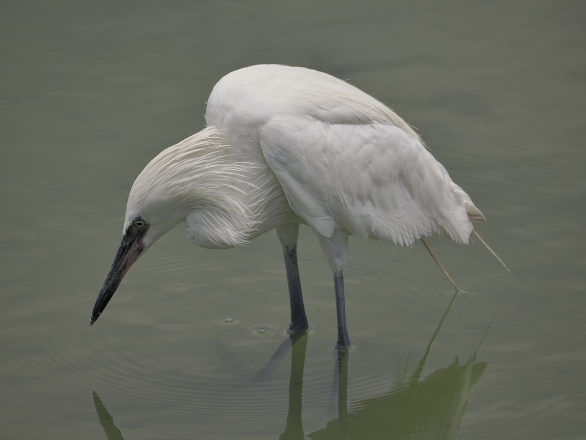 Reddish Egret - ML638914723