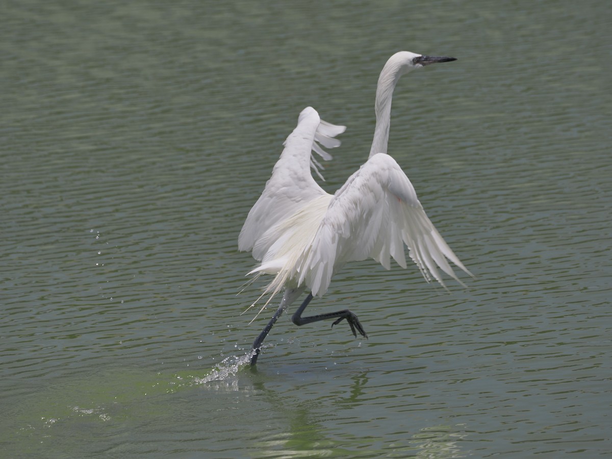 Reddish Egret - ML638914736