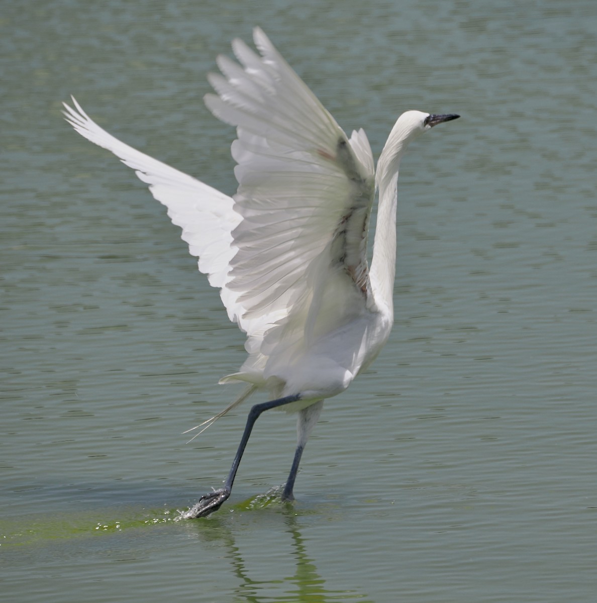 Reddish Egret - ML638914748