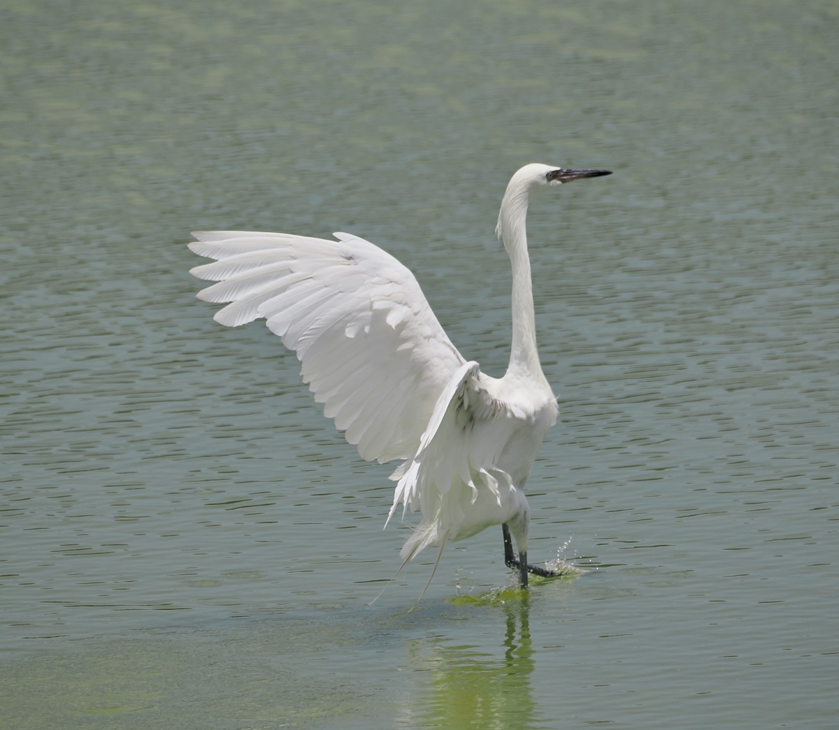 Reddish Egret - ML638914757