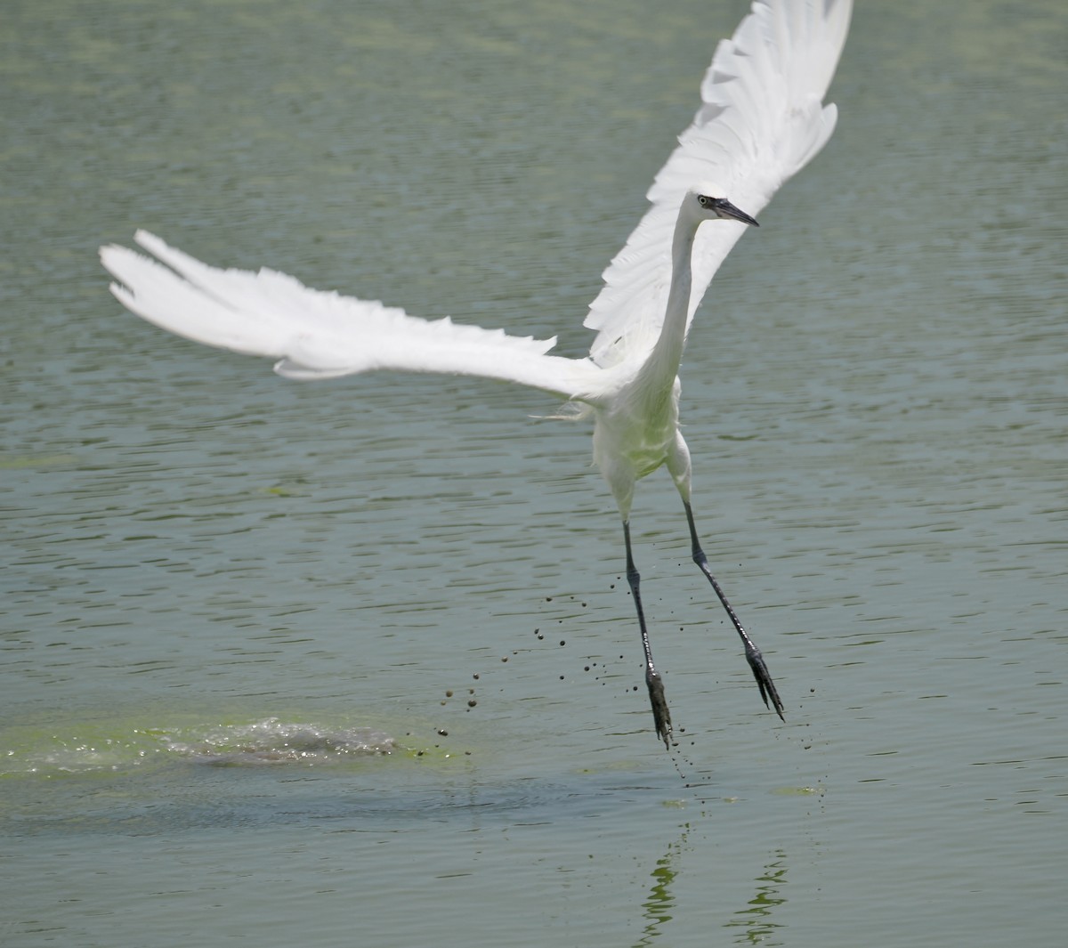 Reddish Egret - ML638914759