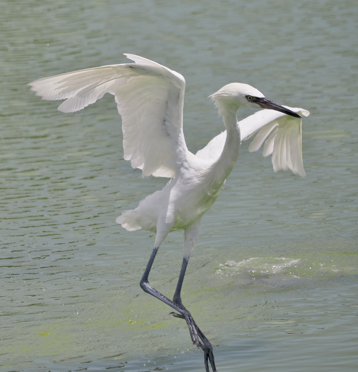 Reddish Egret - ML638914768