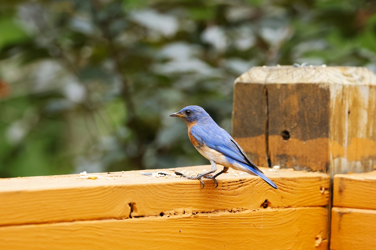 Eastern Bluebird - ML638914770