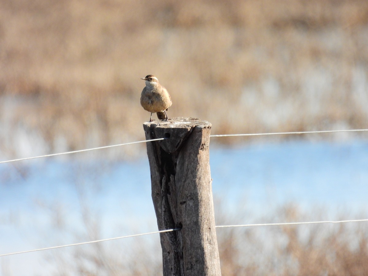 Buff-winged Cinclodes - ML638914780