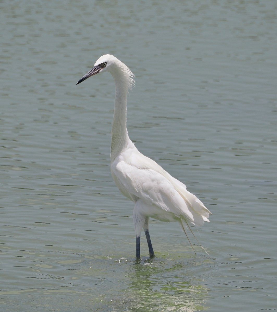 Reddish Egret - ML638914784