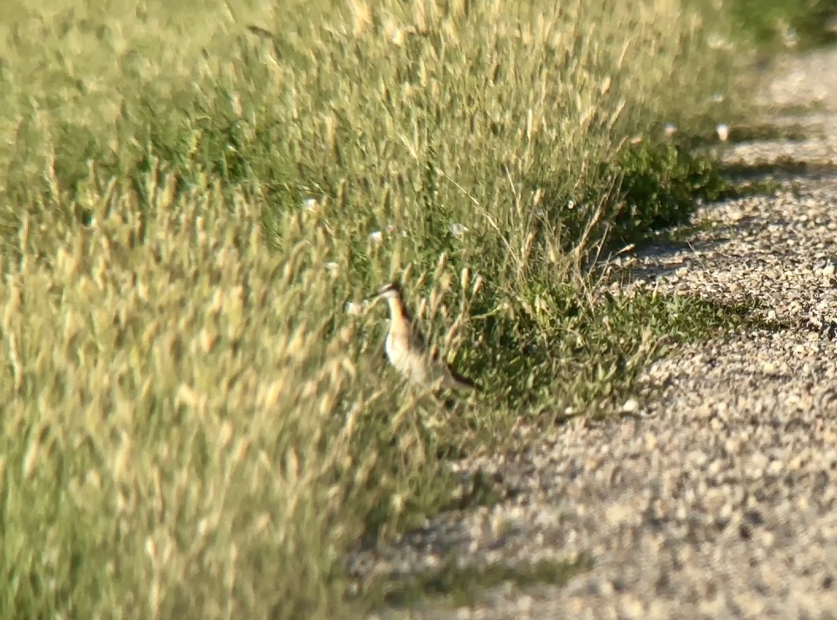 hvithalesvømmesnipe - ML638914837