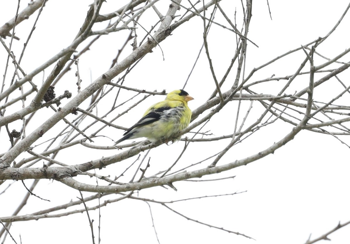 gulstillits - ML638914858