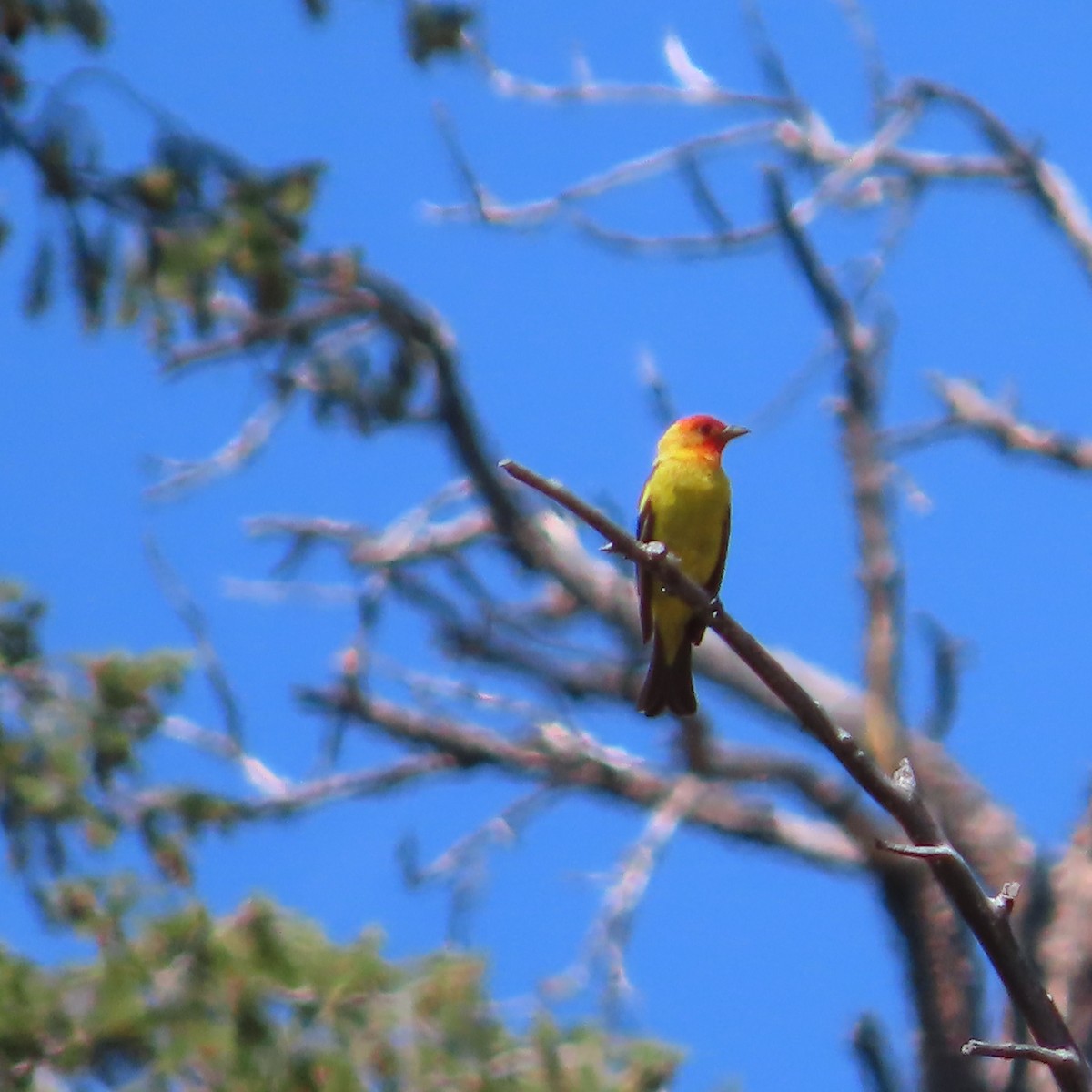 Western Tanager - ML638914900