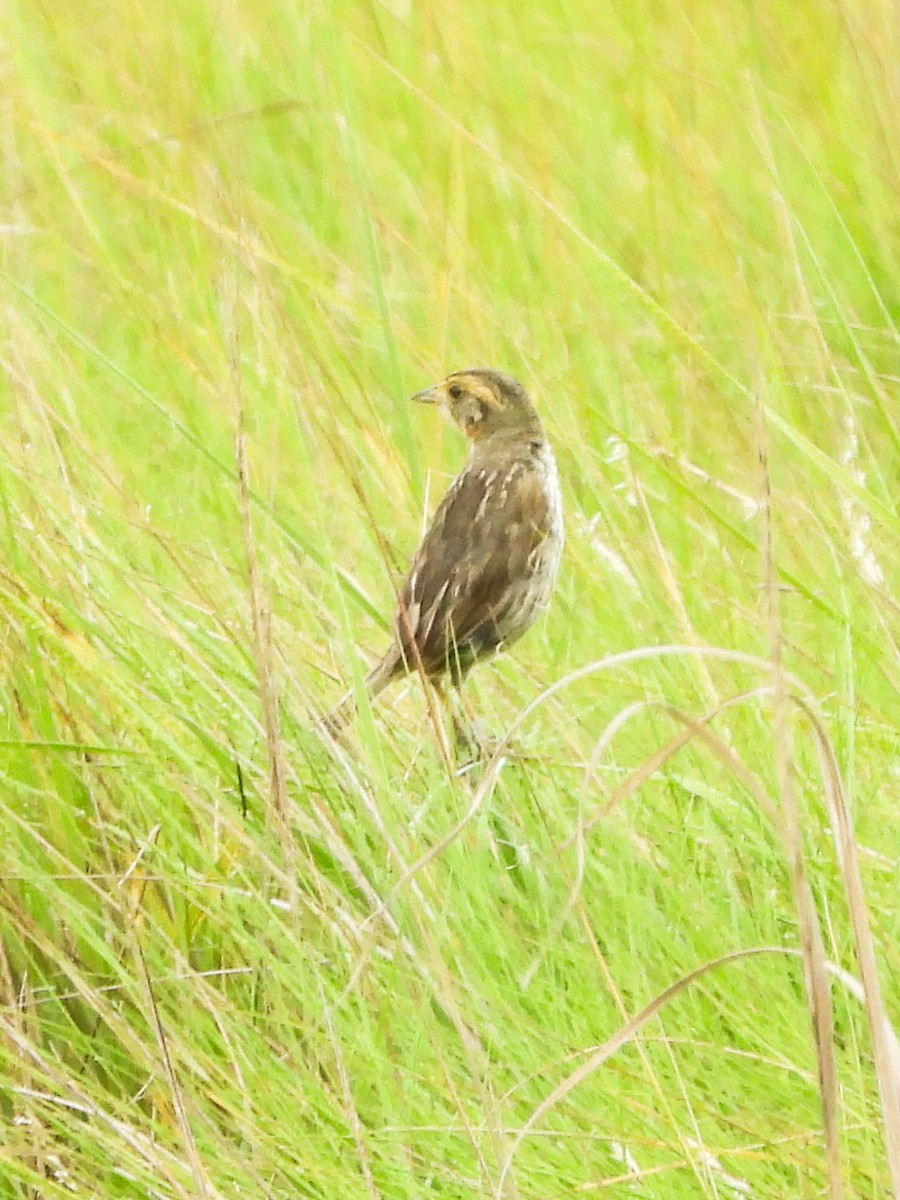 Saltmarsh Sparrow - ML638914938