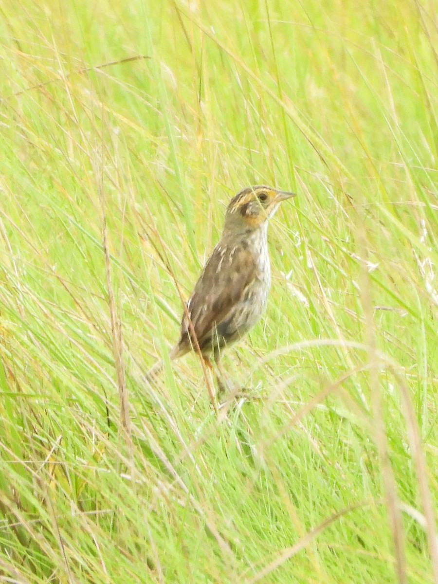 Saltmarsh Sparrow - ML638914939
