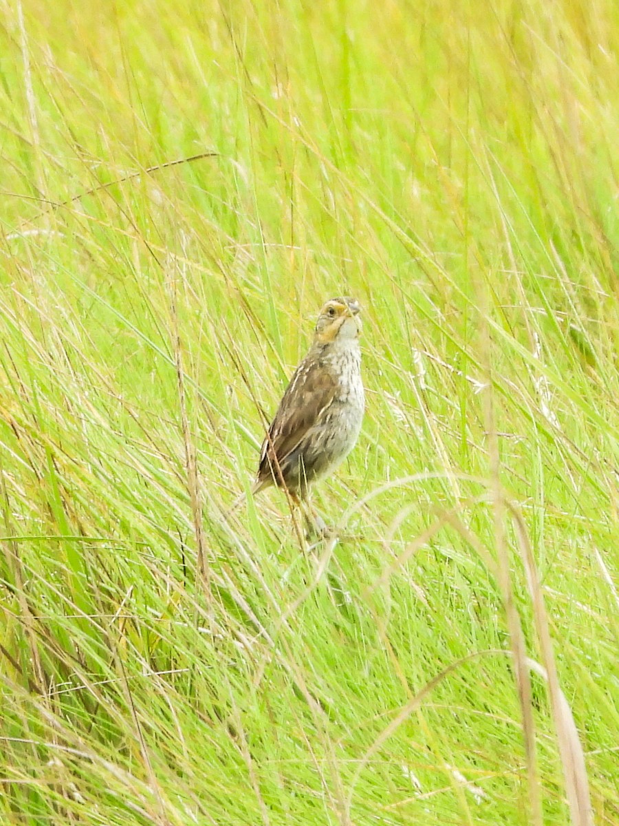 Saltmarsh Sparrow - ML638914940