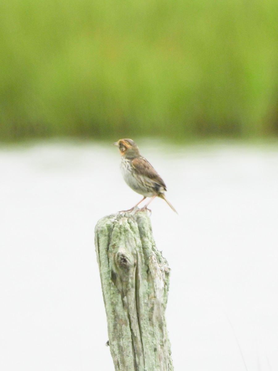 Saltmarsh Sparrow - ML638914944