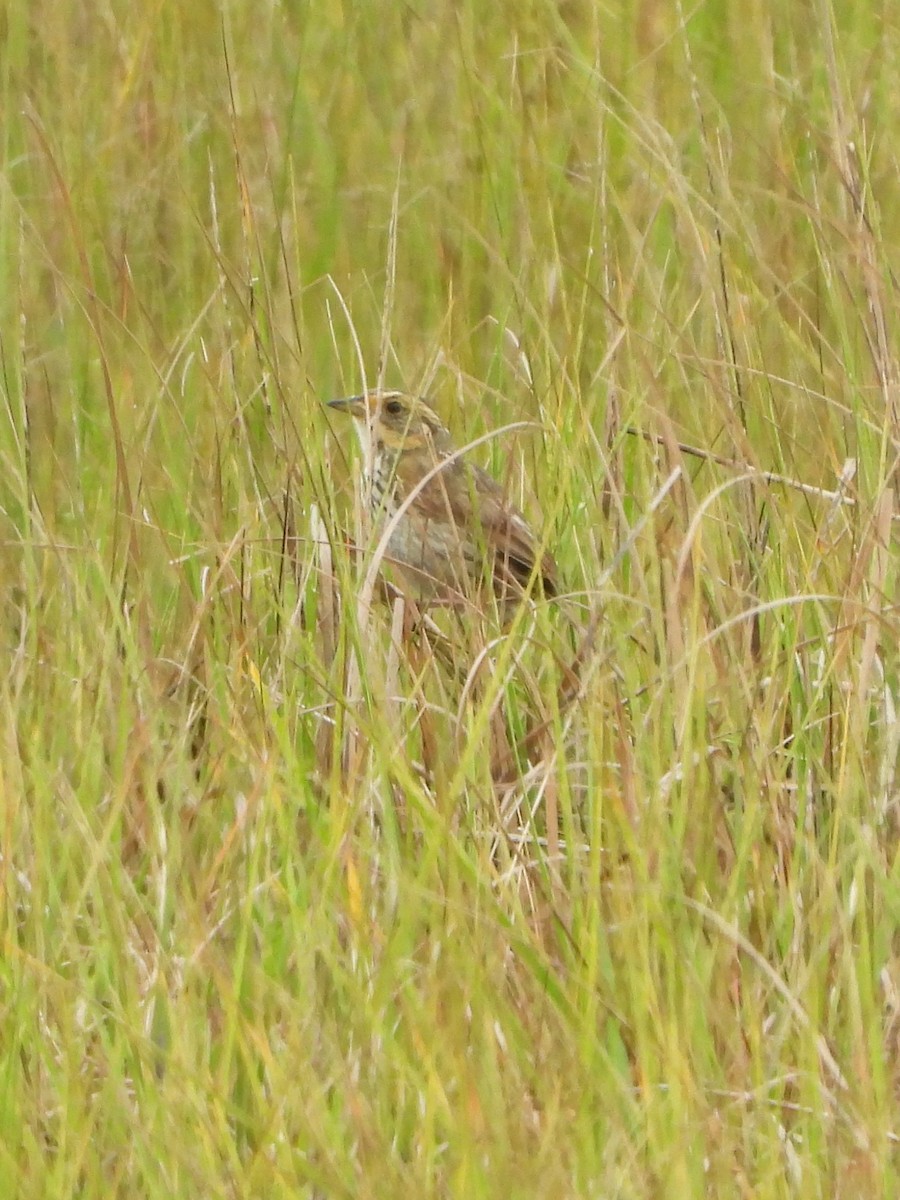 Saltmarsh Sparrow - ML638914945