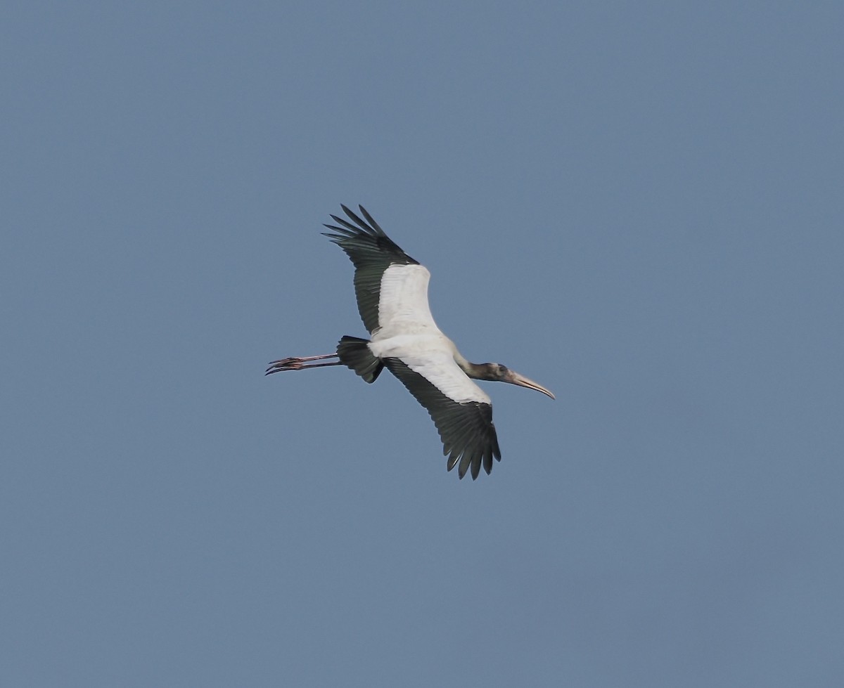 Wood Stork - ML638914951