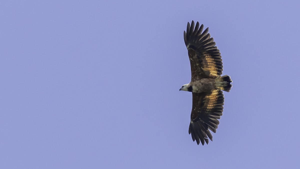 Black-collared Hawk - ML638914953
