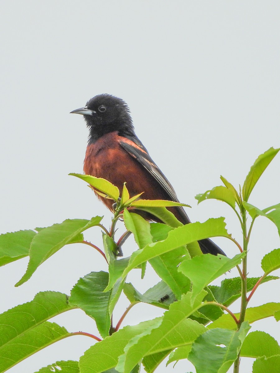 Orchard Oriole - ML638914955