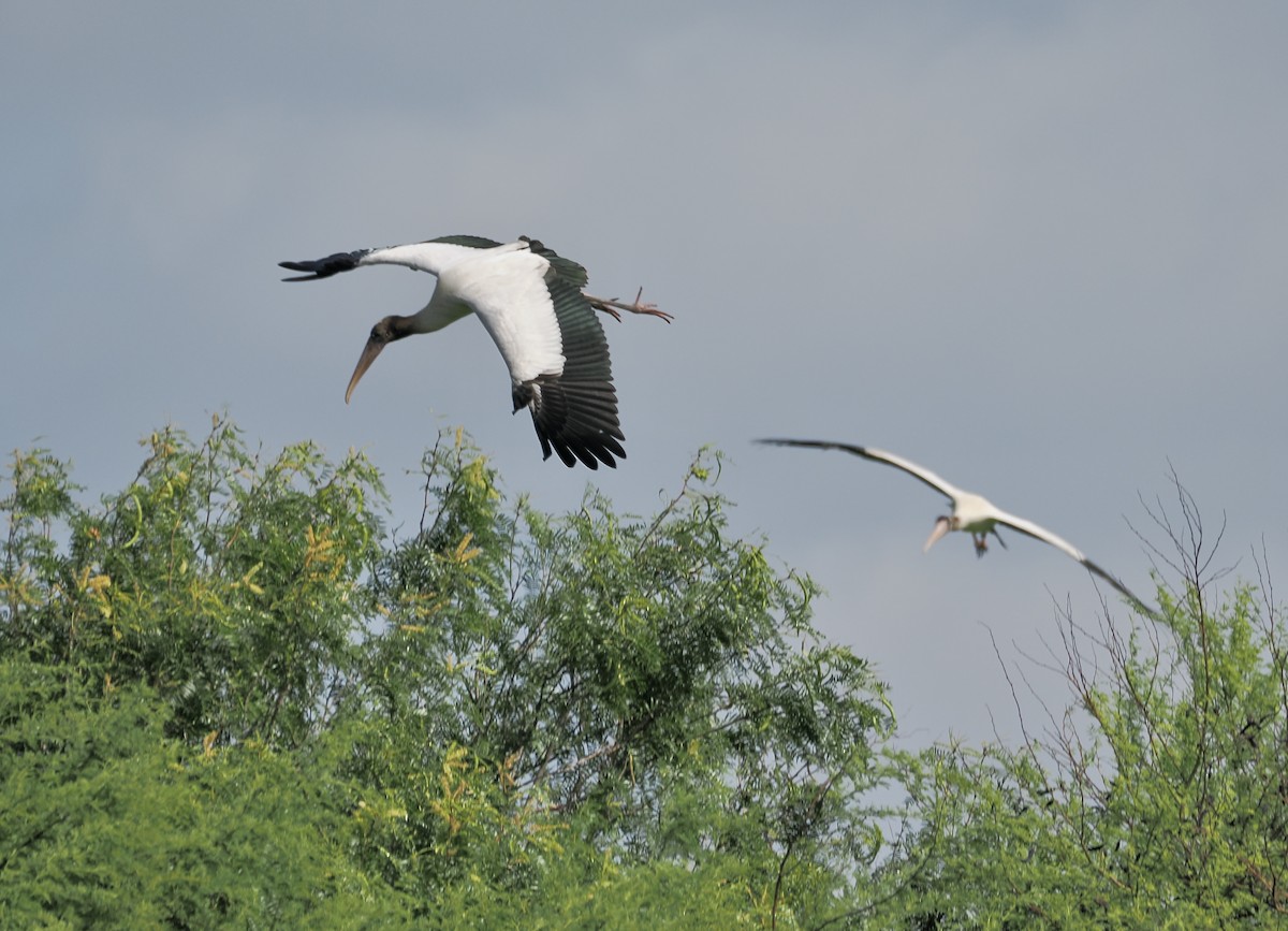 Wood Stork - ML638914956