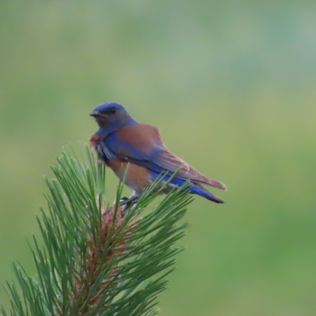 Western Bluebird - ML638914958