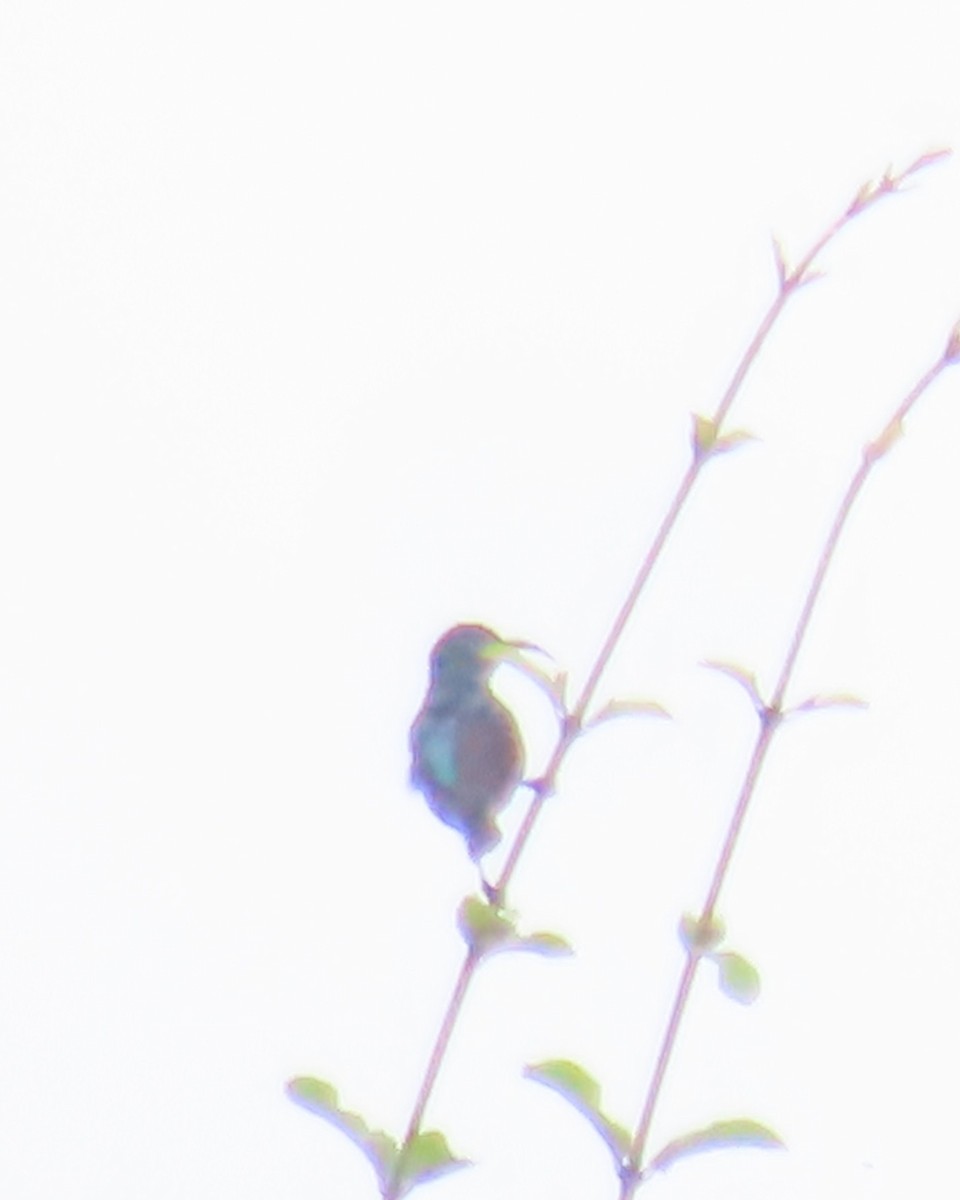 Johanna's Sunbird - ML638914962
