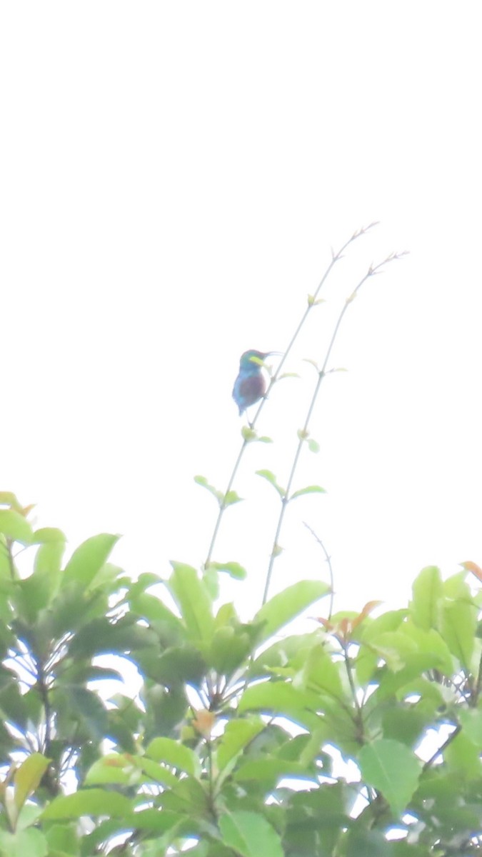 Johanna's Sunbird - ML638914963