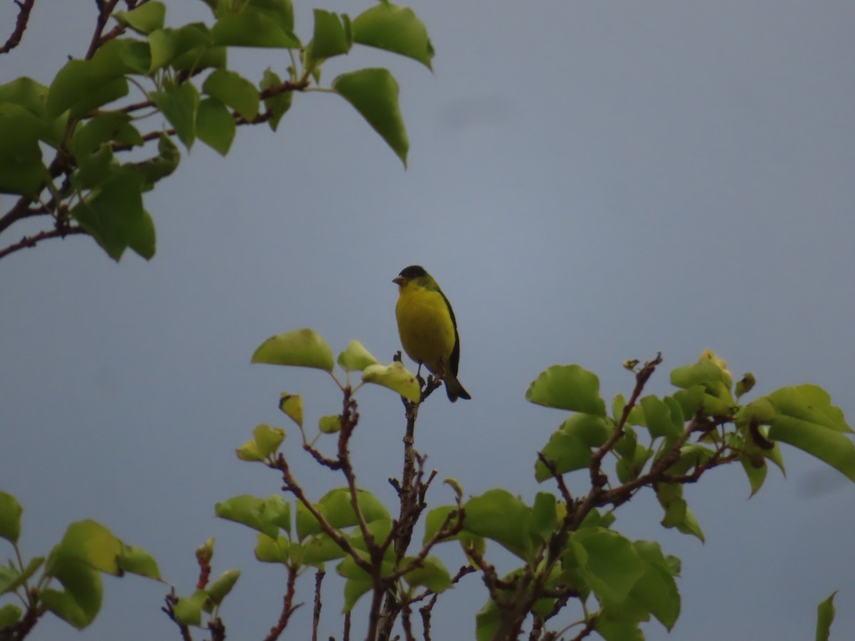 Lesser Goldfinch - ML638914965