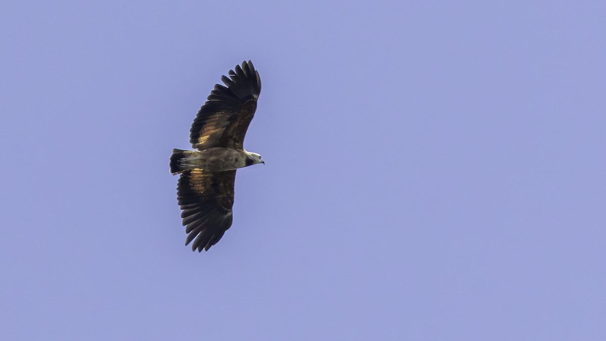 Black-collared Hawk - ML638914966