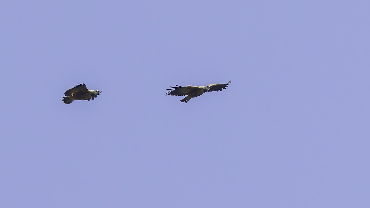 Black-collared Hawk - ML638914968