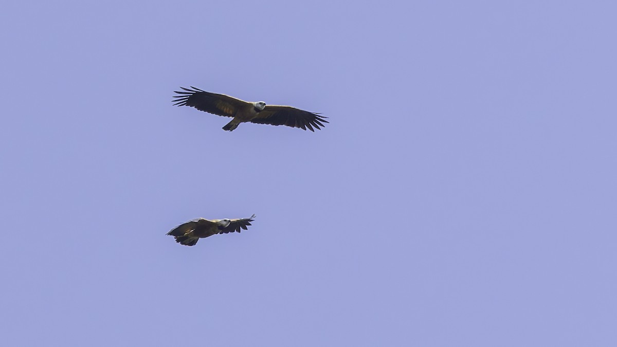Black-collared Hawk - ML638914969