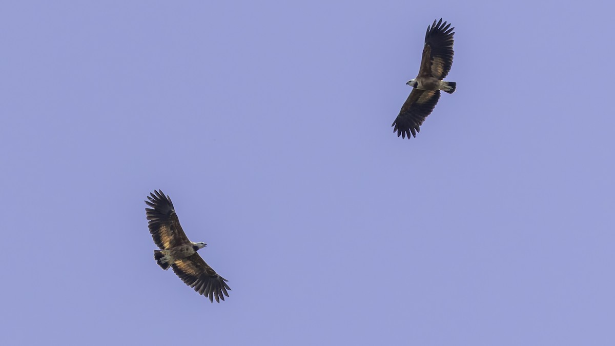 Black-collared Hawk - ML638914970