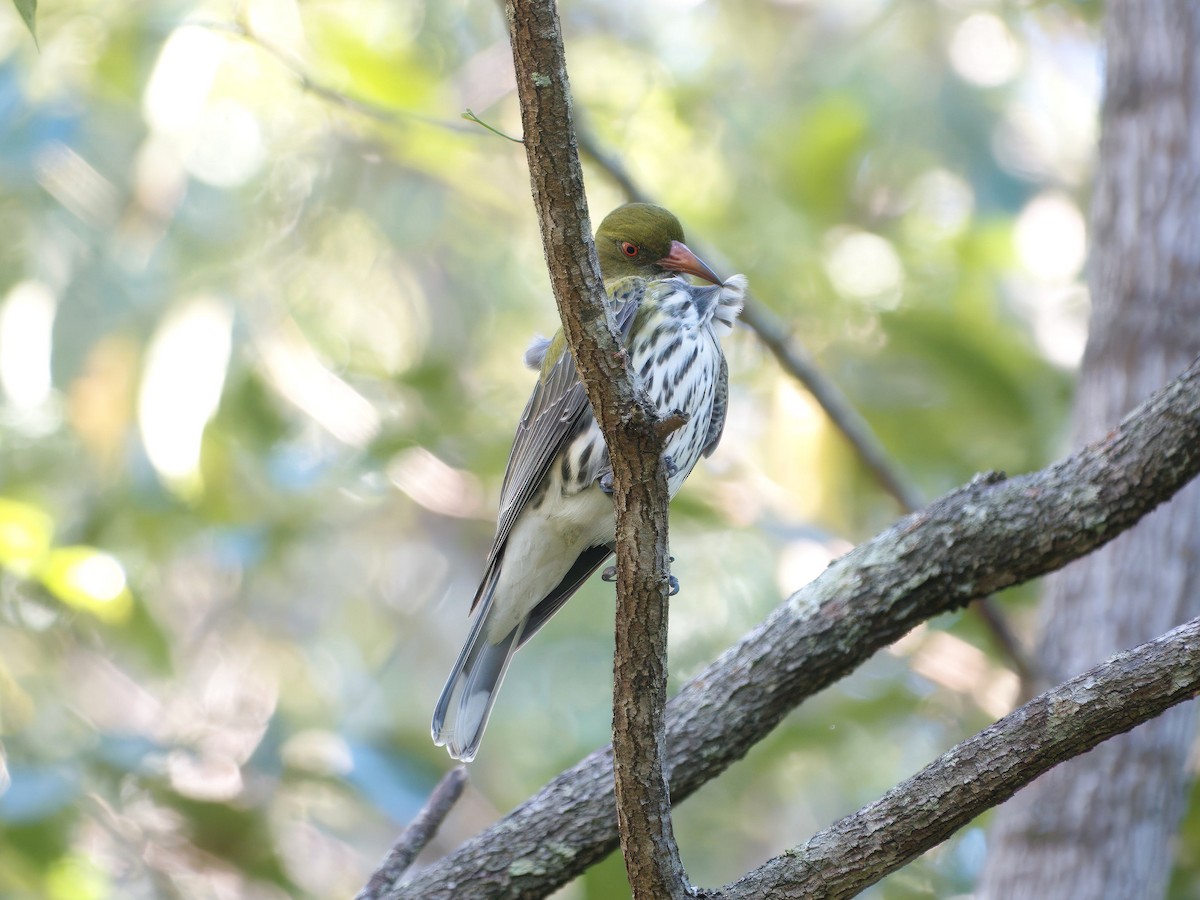 Olive-backed Oriole - ML638915094