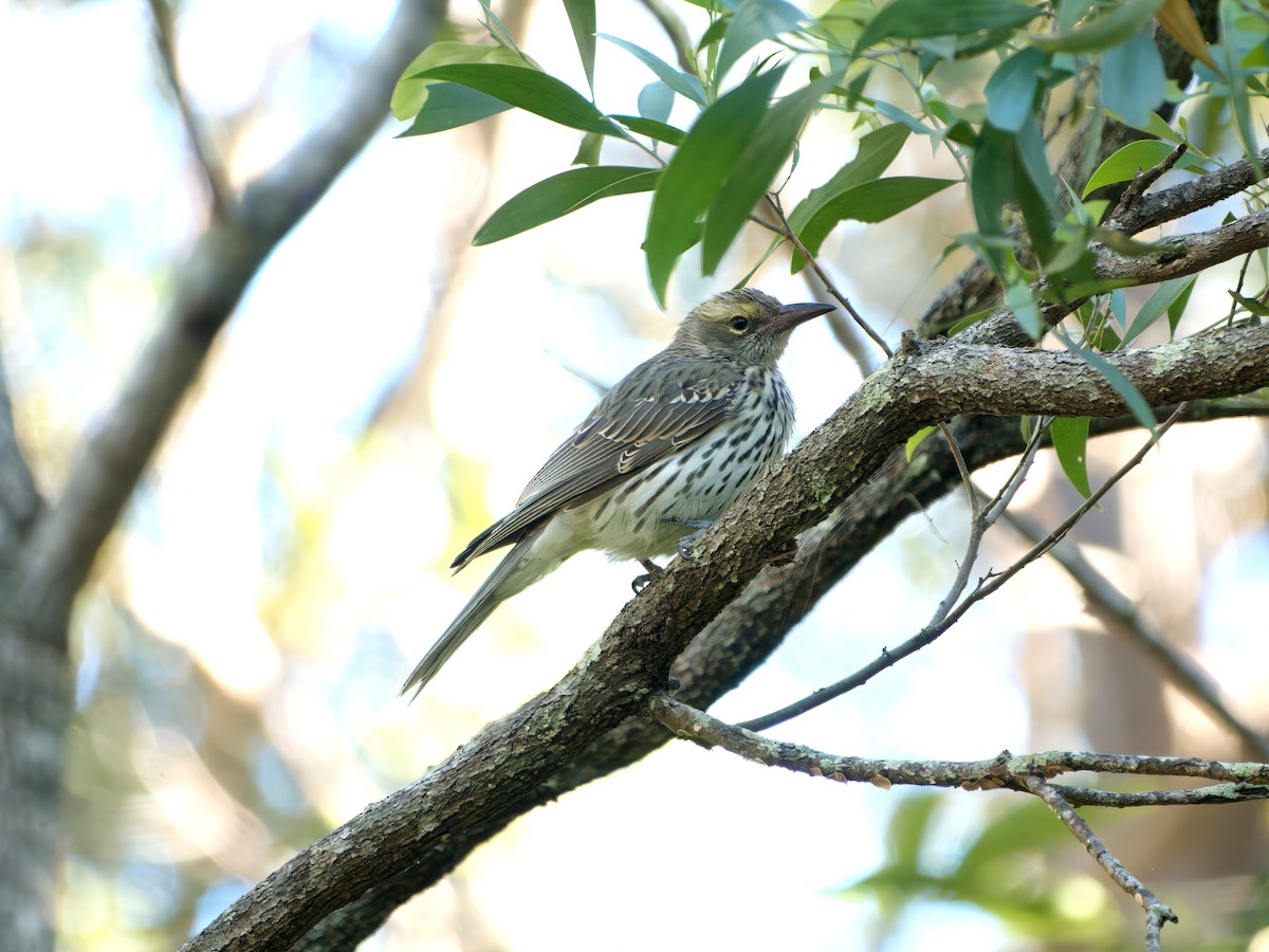 Olive-backed Oriole - ML638915096