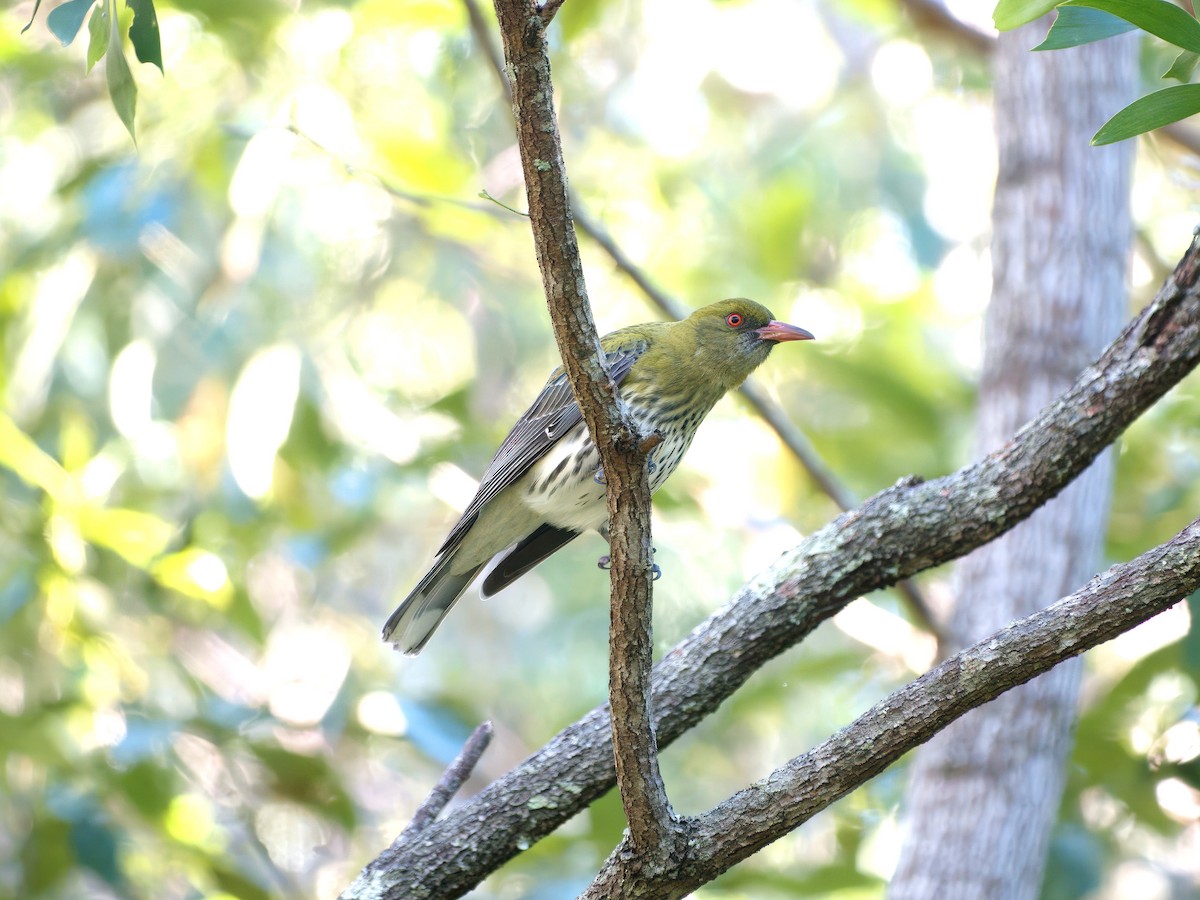 Olive-backed Oriole - ML638915097