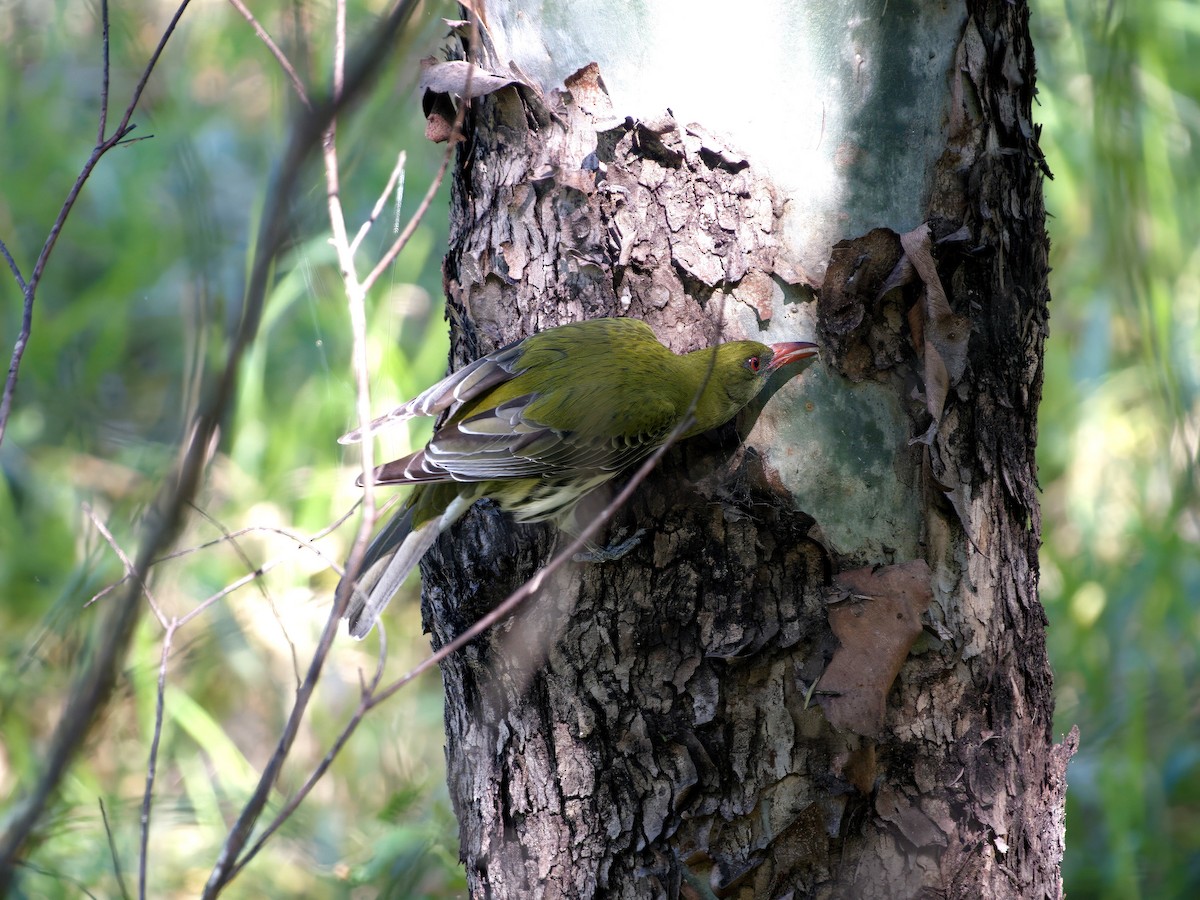 Olive-backed Oriole - ML638915099