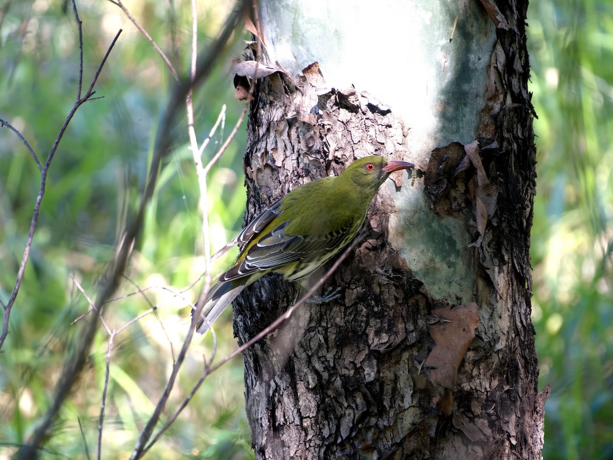 Olive-backed Oriole - ML638915100