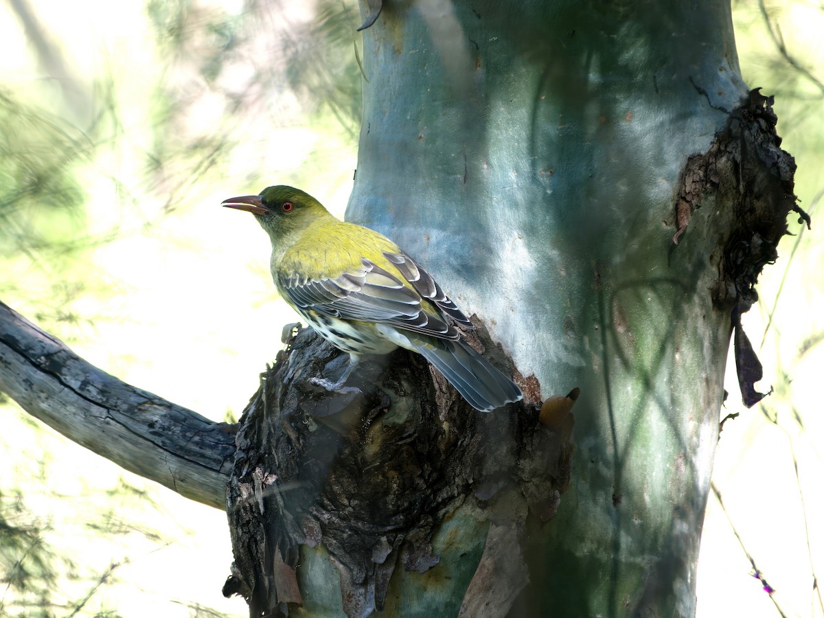 Olive-backed Oriole - ML638915101