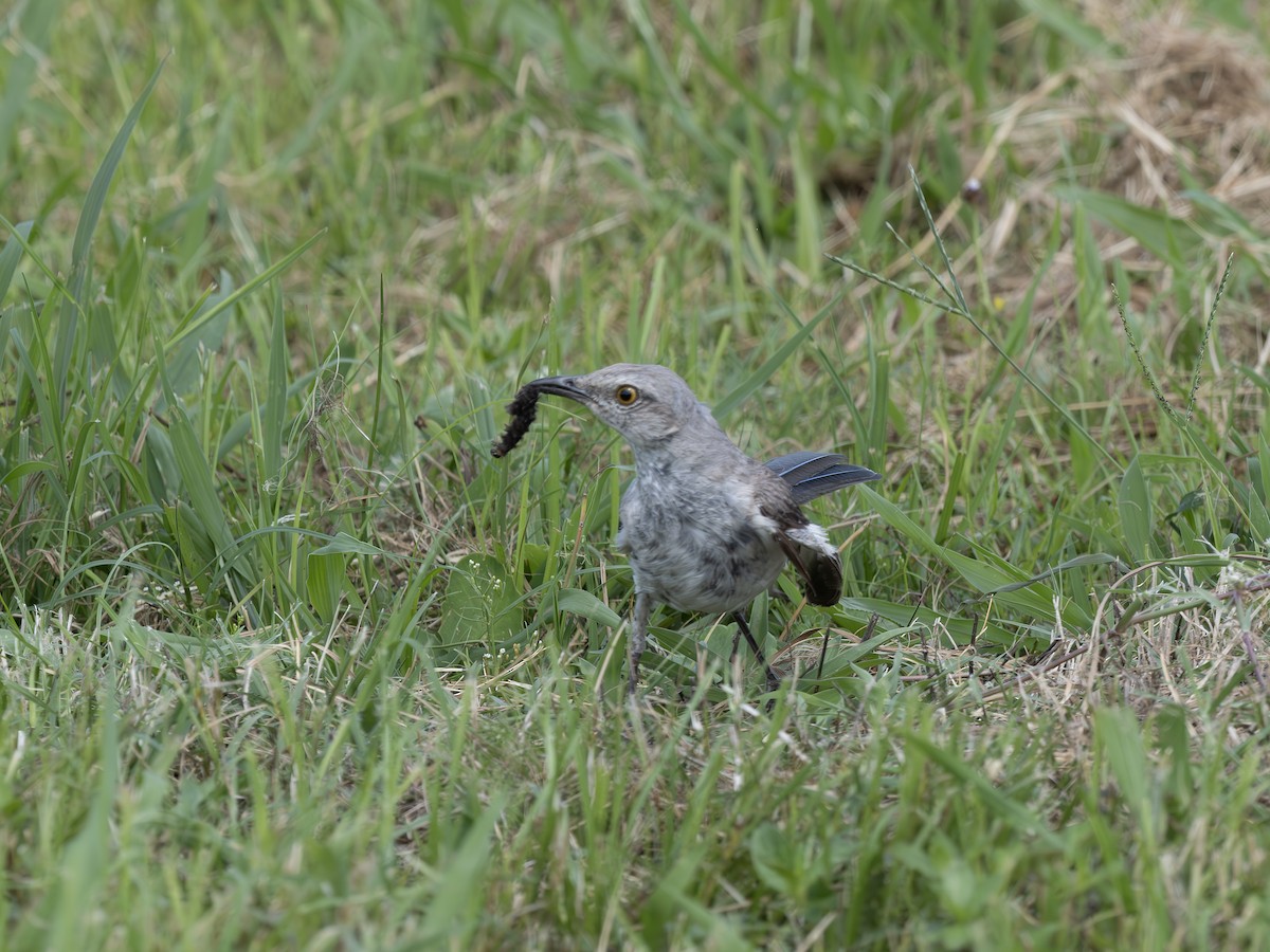 Northern Mockingbird - ML638915108