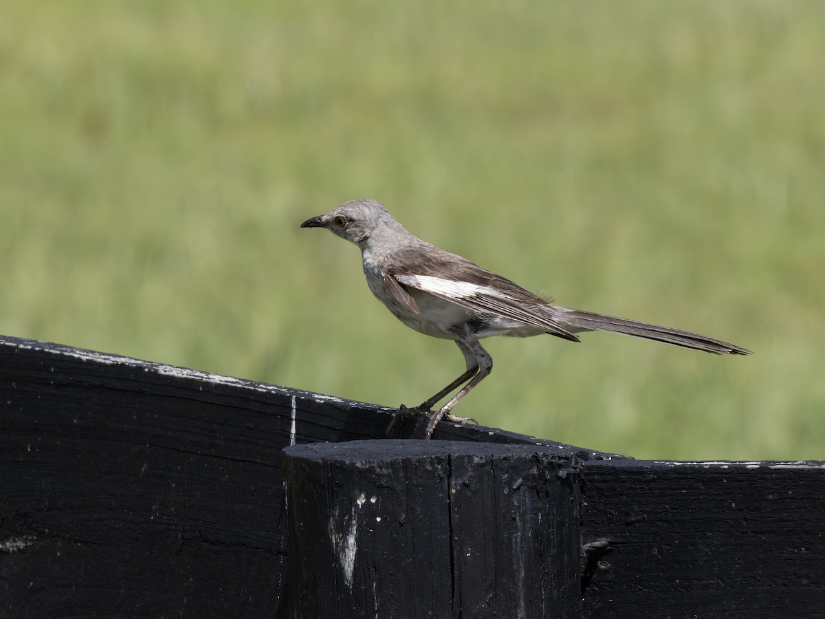 Northern Mockingbird - ML638915109